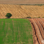 fields of agriculture in israel