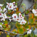 almond tree blossom in sring in israel