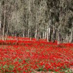 field of red anemones in a forest