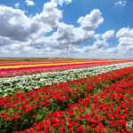 colorful field of Buttercups in southern Israel