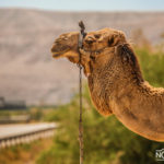 camel on the background of a desert mountain