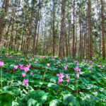 Cyclamens blossom in a forest in israel