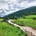 cow grazing in the green grass next to a river in israel