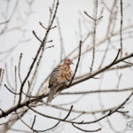 lonley shattered dove sitting on a bare tree