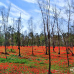 Anemones blooming in a forest in israel