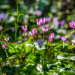 Cyclamens lit by the sun in a forest