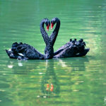 pair of black swans creating a heart shape