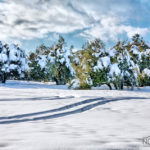 snow covered trees in Israel's Golan Heights