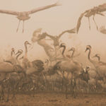 Migrating birds on a foggy day at Hula Lake Park israel