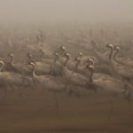 many cranes run on a foggy day