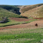 camels grazing in the judean desert in israel