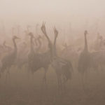 Migrating Birds on a Foggy Morning at hula lake park