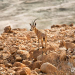 Ibex standing on a rock in the negev desert israel