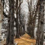 row of trees with grave stones in both sides in Pere Lachaise Cemetery, Paris