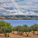 rainbow in the skies above the sea of galilee, olive trees in the foreground