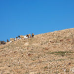 Shepherd and his herd on a hill in the desert