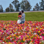 couple taking a selfie in a flower field
