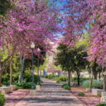 purple pink trees blossom in jerusalem
