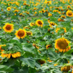 a field of Sunflowers bloom in israel