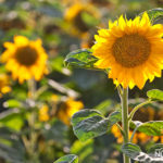 Sunflowers in israel