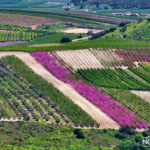 colorful slopes of the upper galilee in israel