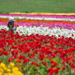 little girl picking flowers in a flower field