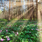 sun beams between the trees in a Cyclamens forest in israel