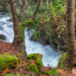 flowing banias river in the golan heights israel