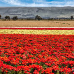 flower fields in hula valley