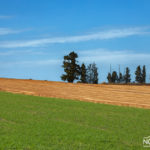 field of agriculture in israel